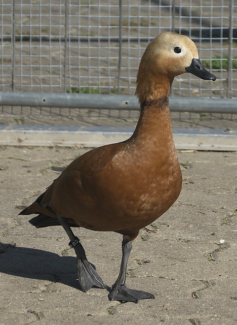 成功也归功